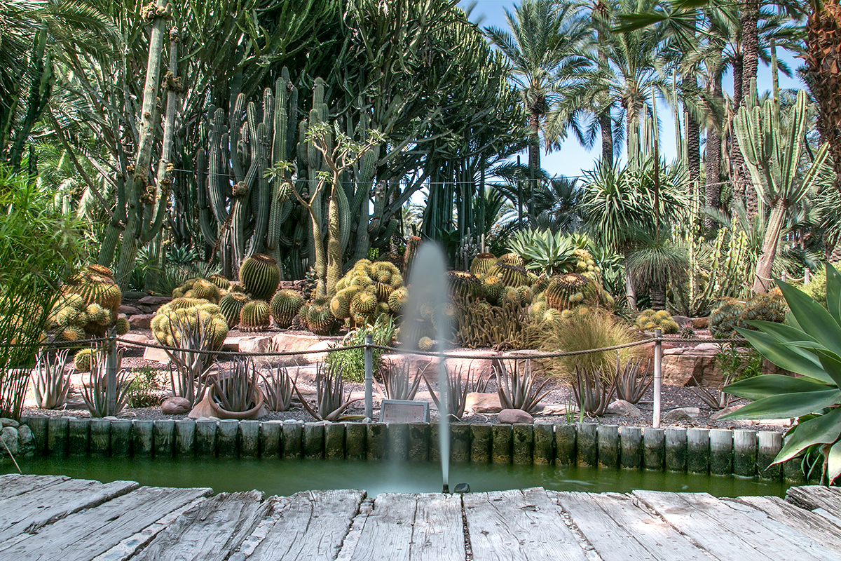 Ogród botaniczny w Elche. Fontanna, kaktusy i palmy.